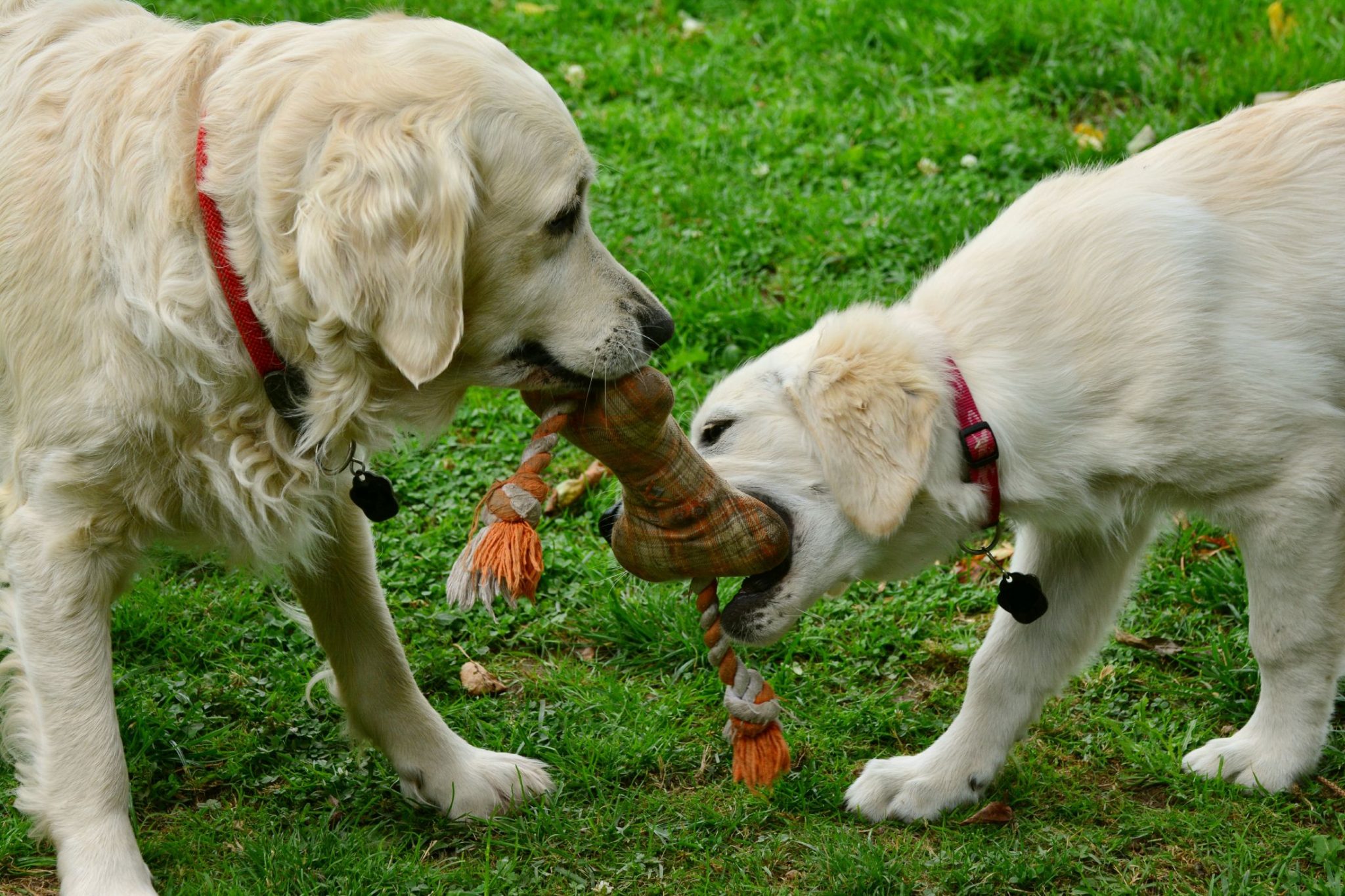 why-your-pup-will-love-the-doggy-daycare-salon-the-doggy-daycare-salon