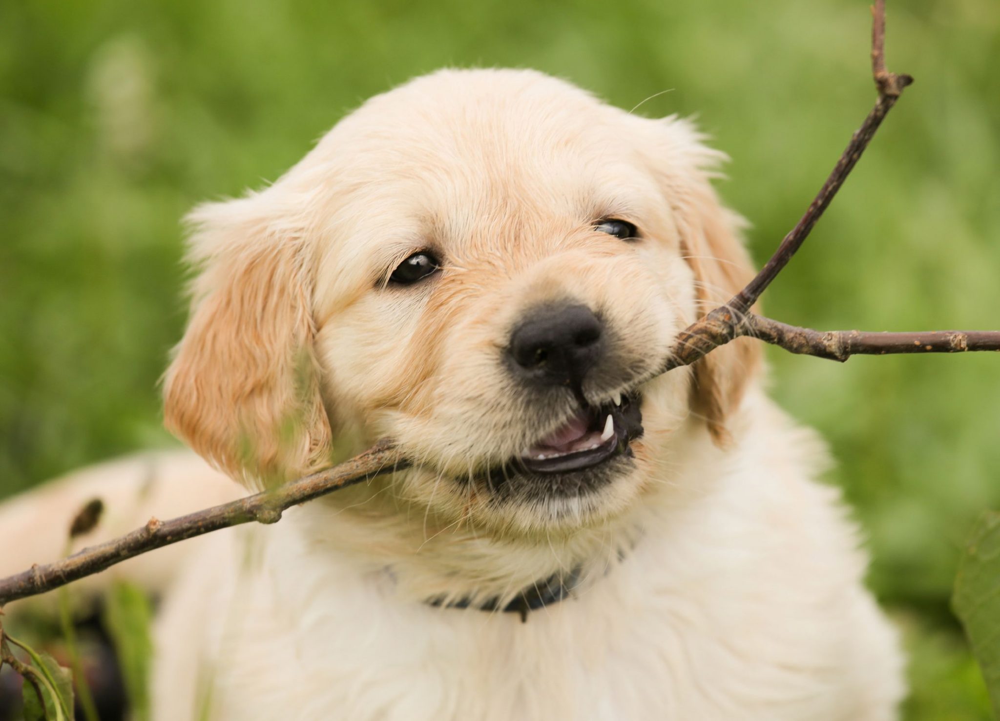 doggy-daycare-for-puppies-the-doggy-daycare-salon