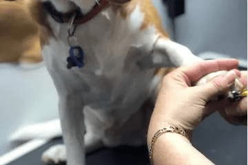 Dog Daycare Greenslopes | Dog Sitting Services